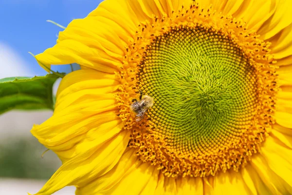 Beautiful bright yellow sunflower with bumblebee under the summer blue sky with clouds under bright sunlight with yellow petals and green leaves — Stock Photo, Image