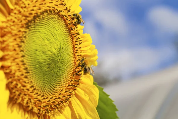 Bellissimo girasole giallo brillante e foglie verdi con due calabroni sotto il cielo blu estivo con nuvole. — Foto Stock