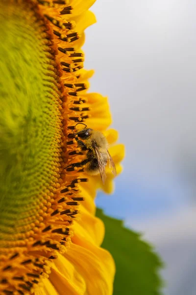 Bellissimo girasole giallo brillante con calabrone sotto il cielo blu estivo con nuvole sotto la luce solare brillante con petali gialli e foglie verdi — Foto Stock