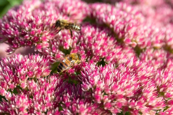 Bella Ape Miele Raccolta Nettare Vistosi Luminosi Fiori Ruber Vicino — Foto Stock