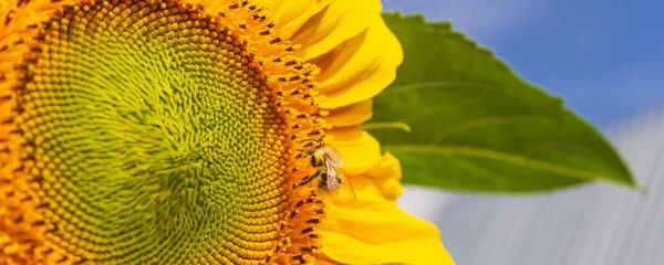 Detailní Pohled Žluté Slunečnice Čmeláka Pokryté Pylem Sbírajícím Nektar Pyl — Stock fotografie