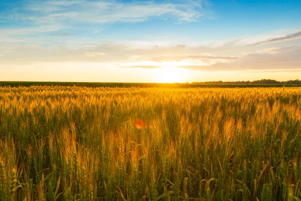 Nascer do sol dourado sobre o campo de trigo. A enorme nuvem iluminou raios amarelo-alaranjados do nascer do sol. — Fotografia de Stock