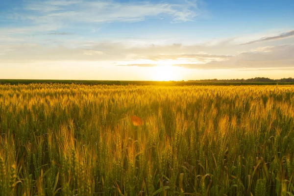 Nascer do sol dourado sobre o campo de trigo. A enorme nuvem iluminou raios amarelo-alaranjados do nascer do sol. — Fotografia de Stock