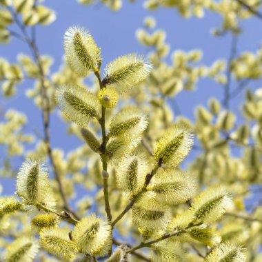 Pussy willow branches background, close-up. Willow twigs with catkins on blue. Spring easter pussy willow branches on blue background.