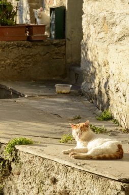 sokak kedisi güneşin Lavagna, İtalya