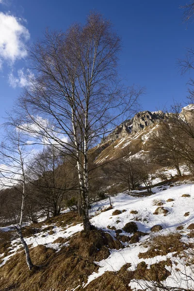 Abedul y lado occidental del pico Grigna, Italia — Foto de Stock