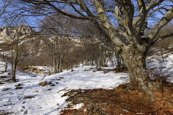 Entre madeiras no lado ocidental do pico de Grigna — Fotografia de Stock
