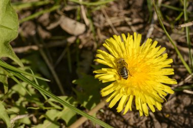 Karahindiba ve arı, Almanya
