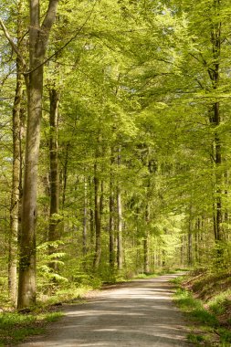 kir iz bahar ormanda, Stuttgart