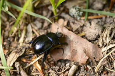 ahşap siyah böceği