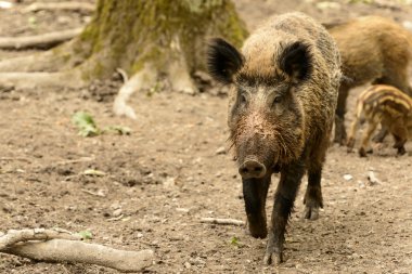 domuzu şehir Park, Stuttgart