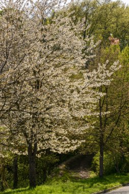 ağaç bahar ormanda, Stuttgar çiçekler beyaz çiçek açması ile