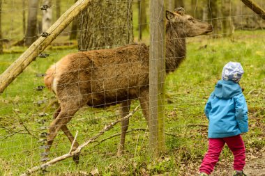 geyik ve çocuk, Stuttgart
