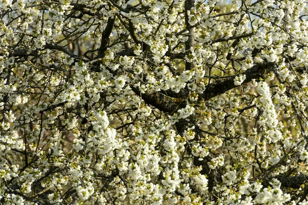 Tekstura kwitnących wiśni kwiaty — Zdjęcie stockowe