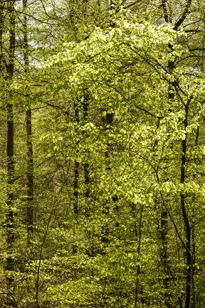 Exuberante follaje en los bosques de primavera, Stuttgart —  Fotos de Stock