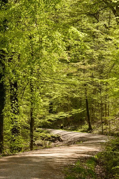 Carretera de tierra se dobla en los bosques de primavera, Stuttgart —  Fotos de Stock
