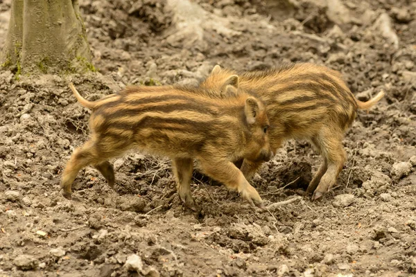 Twee zwijnen welpen spelen in stadspark, Stuttgart — Stockfoto