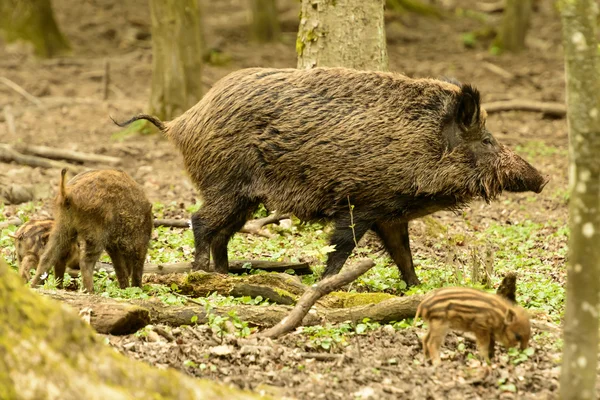 시티 파크, 슈투트가르트 boars 방목 — 스톡 사진