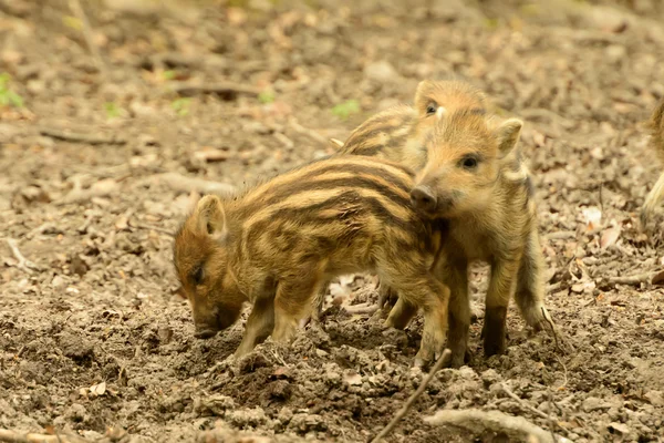 Groep van drie wilde zwijnen welpen spelen in stadspark, Stuttgart — Stockfoto