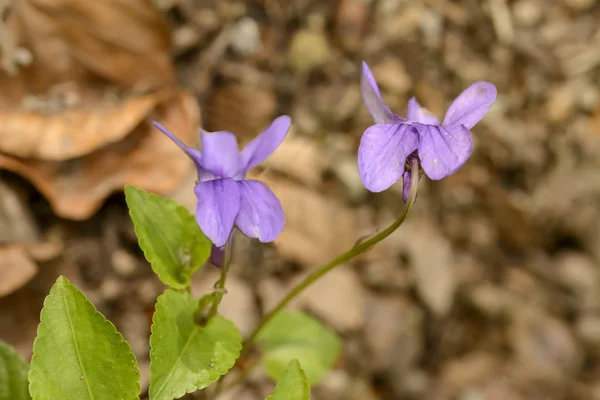 Dos maricas en el bosque, Stuttgart — Foto de Stock