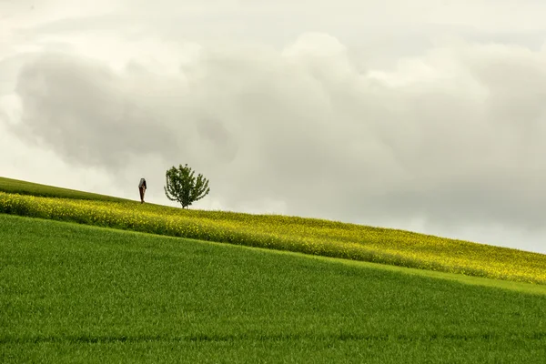Strefa numeracyjna i samotne drzewo w pobliżu kwitnących Rzepakowego pola w — Zdjęcie stockowe