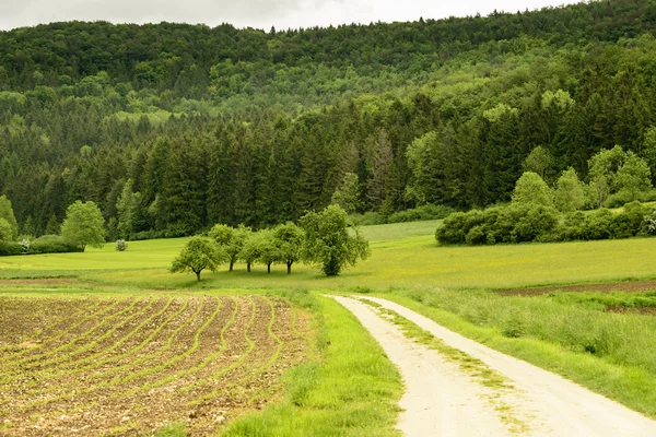 Onverharde weg en sparren bossen in heuvelachtige landschap, Baden Wuttenberg, — Stockfoto