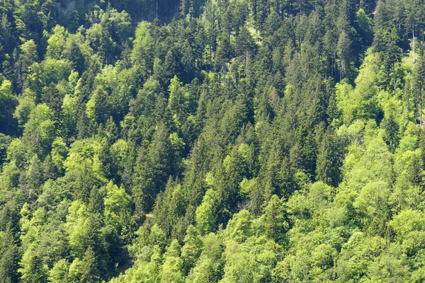 Springtime green fir wood foliage texture — Stock Photo, Image