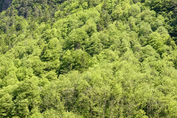 Springtime green wood foliage texture — Stock Photo, Image