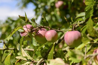 Tree Branch üzerinde organik elma, Almanya