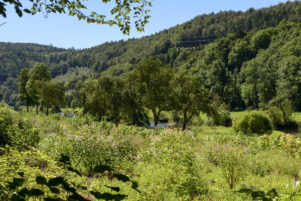 Fleurs sur les rives vertes de la rivière Donau près de Thiergarten, Allemagne — Photo