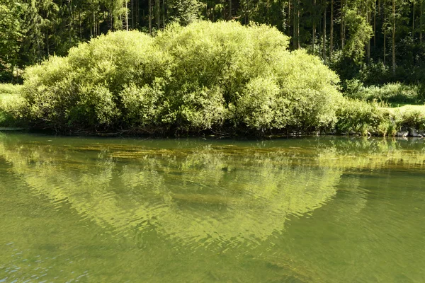 Frodig grön vegetation på Donau flod banken nära Hausen im tal, ge — Stockfoto