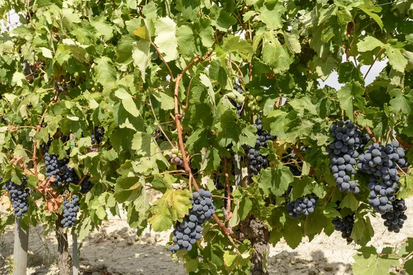 Uvas negras, Piamonte, Italia —  Fotos de Stock