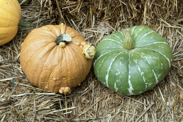 Beige Green Pumpkins Ground Market Shot Stuttgart Baden Wuttenberg Germany — Stock Photo, Image