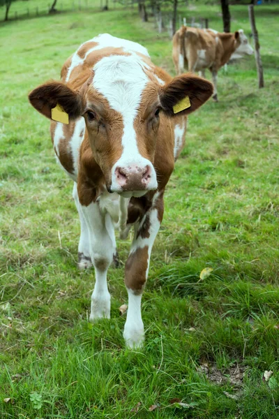 Tečkovaná Kráva Zeleném Svahu Pořízena Letním Světle Poblíž Ibachu Černý — Stock fotografie