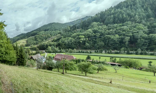 Paysage Avec Des Champs Verts Dans Vallée Milieu Des Bois — Photo