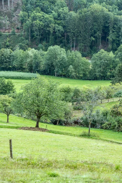 Paysage Avec Des Arbres Sur Pente Verte Dans Vallée Milieu — Photo