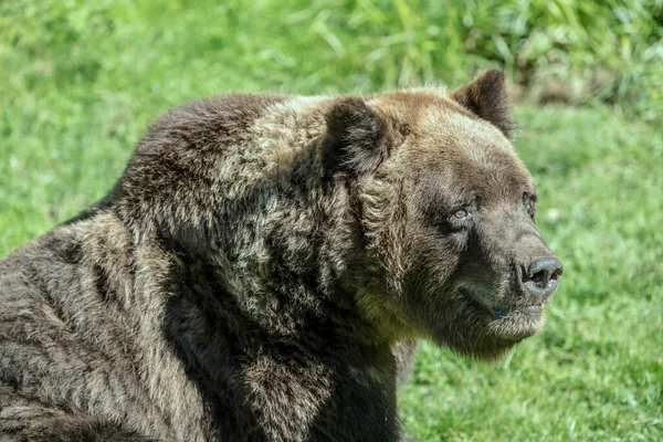 Dettaglio Del Muso Dell Orso Bruno Sparato Nel Parco Vicino — Foto Stock