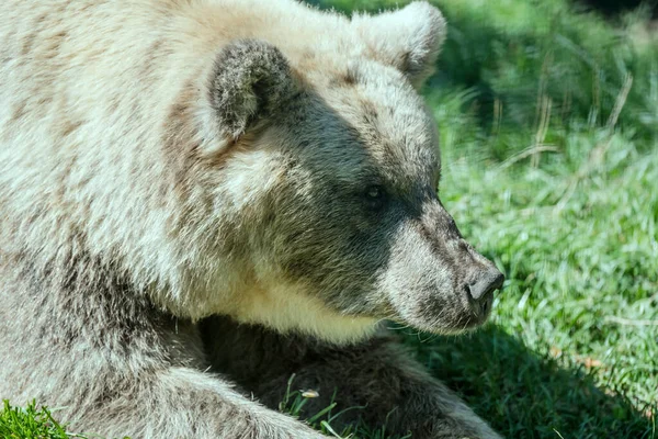 Focinho Detalhes Urso Marrom Tiro Parque Perto Schapbach Floresta Negra — Fotografia de Stock