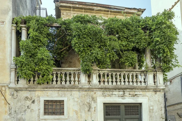 Vegetação Exuberante Corrimão Clássico Antigo Terraço Edifício Centro Histórico Cidade — Fotografia de Stock