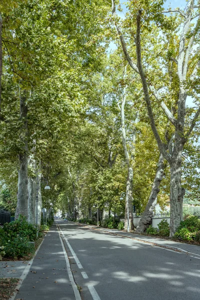 Cityscape Big Sycamore Trees Tree Lined Street Touristic Historical Town — Stock Photo, Image