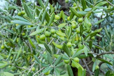 Zeytinlikte zeytin dalları Foligno, Perugia, Umbria, İtalya yakınlarında parlak ışıkta vurulan