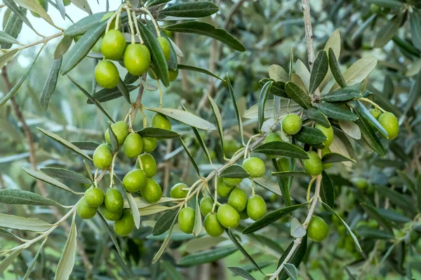 Grappes Oliviers Sur Les Branches Dans Oliveraie Tourné Dans Lumière — Photo