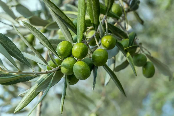 橄榄树枝条上的橄榄的细节 在意大利翁布里亚 佩鲁贾 弗林格诺附近的强光下拍摄 图库图片