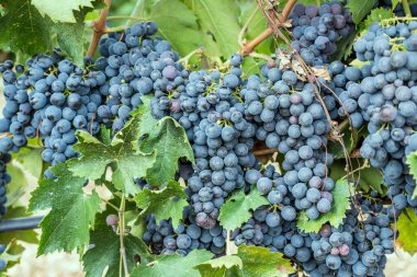 Raiano, L 'Aquila, Abruzzo, İtalya yakınlarındaki üzüm bağında üzümlü olgun siyah üzüm demetleri