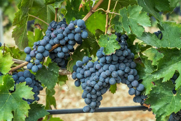 Racimos Uva Negra Madura Hojas Vid Viñedo Cerca Raiano Aquila — Foto de Stock