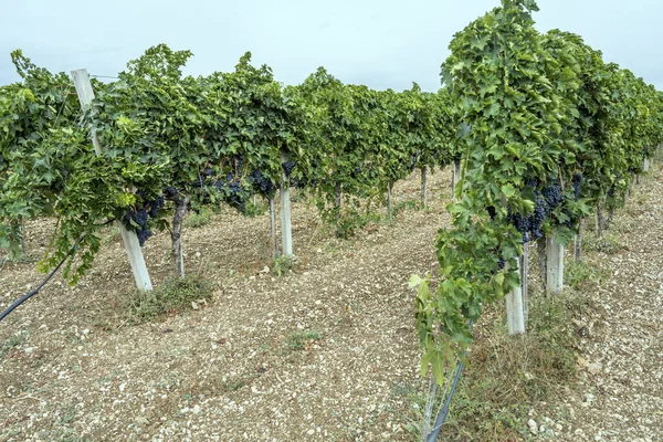 Vine Rows Myriad Ripe Black Grape Bunches Vineyard Raiano Aquila — Stock Photo, Image