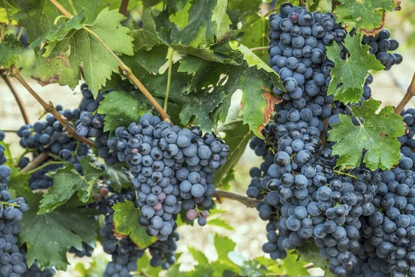 Blätter Und Reife Schwarze Trauben Weinreben Einem Weinberg Der Nähe — Stockfoto