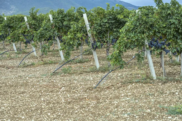 Wijnrijen Met Veel Rijpe Zwarte Druiventrossen Wijngaard Bij Raiano Aquila — Stockfoto