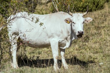 Beyaz inek yeşil çimlerin üzerinde duruyor, Pescasseroli, L 'Aquila, Abruzzo, İtalya yakınlarında parlak ışıkta vuruldu.