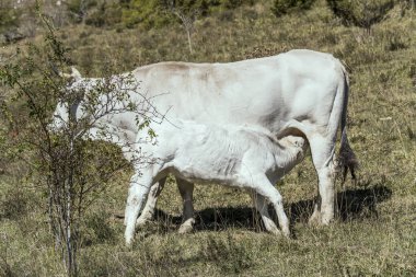Pescasseroli, L 'Aquila, Abruzzo, İtalya yakınlarındaki parlak ışıkta vurulan beyaz inek memesinden beslenen beyaz buzağı.